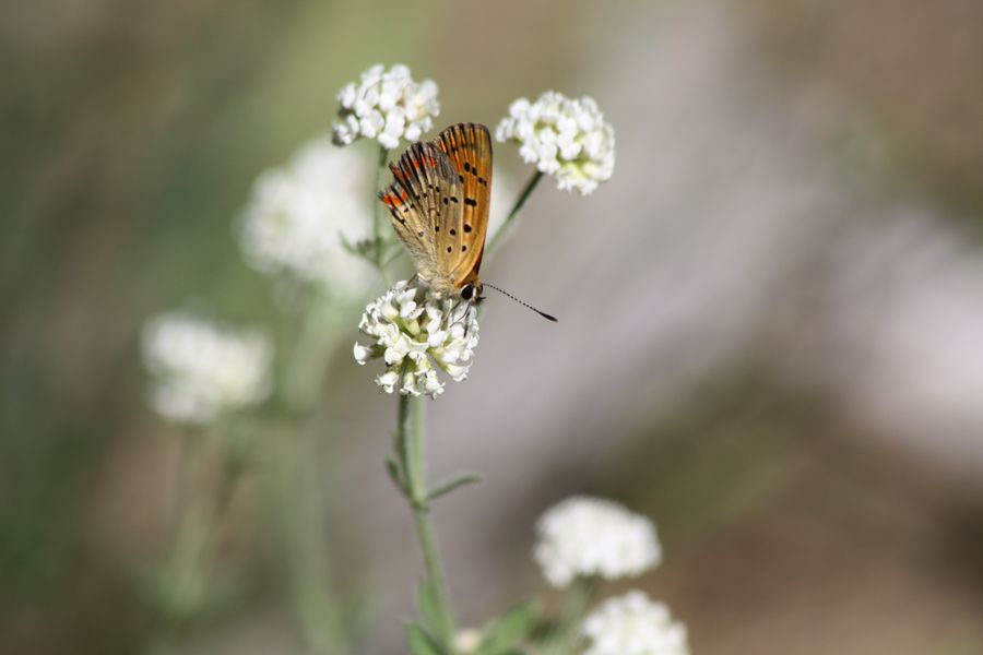 Farfalla da identificare